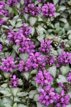 Purple Dragon Lamium - 6 Pack Of Pint Pots -SHRUBS and BUSHES Store lamium maculatum purple dragon 3