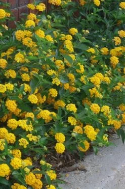 New Gold Hardy Lantana - 6 Pack Of 1 Gallon Pots 11 New Gold Hardy Lantana - 6 Pack Of 1 Gallon Pots -SHRUBS and BUSHES Store lantana new gold 10
