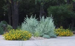 New Gold Hardy Lantana - 6 Pack Of 1 Gallon Pots 12 New Gold Hardy Lantana - 6 Pack Of 1 Gallon Pots -SHRUBS and BUSHES Store lantana new gold 11