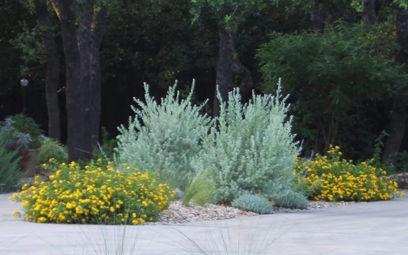 New Gold Hardy Lantana - 6 Pack Of 1 Gallon Pots 7 New Gold Hardy Lantana - 6 Pack Of 1 Gallon Pots - Image 5