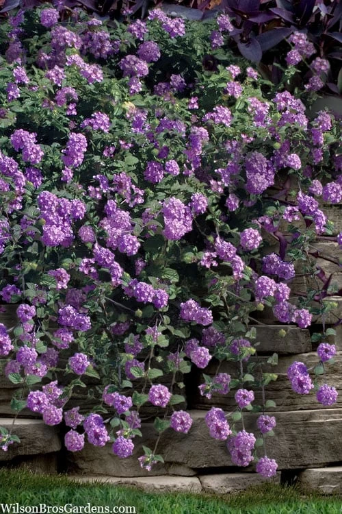 Trailing Lavender Lantana - 1 Gallon Pot 3 Trailing Lavender Lantana - 1 Gallon Pot