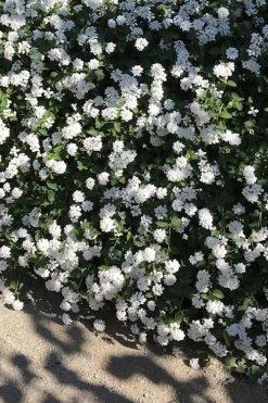 Trailing White Lantana - 5 Pack Of Pint Pots -SHRUBS and BUSHES Store lantana trailing white 10