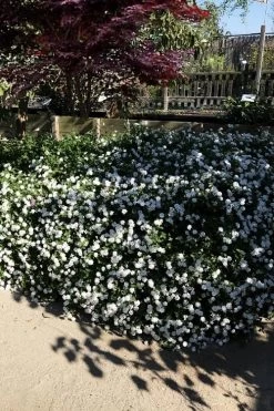 Trailing White Lantana - 5 Pack Of Pint Pots -SHRUBS and BUSHES Store lantana trailing white 11