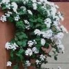 Trailing White Lantana - 5 Pack Of Pint Pots -SHRUBS and BUSHES Store lantana trailing white 13