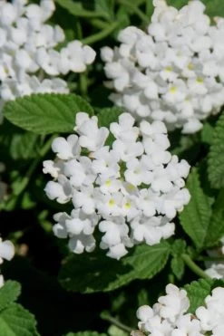 Trailing White Lantana - 5 Pack Of Pint Pots -SHRUBS and BUSHES Store lantana trailing white 8