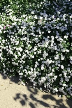 Trailing White Lantana - 5 Pack Of Pint Pots -SHRUBS and BUSHES Store lantana trailing white 9