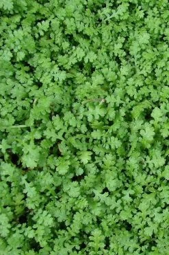 Miniature Brass Buttons Fairy Fern (Leptinella Gruveri) - 6 Pack Of Pint Pots -SHRUBS and BUSHES Store leptinella gruveri miniature brass buttons fairy fern 3