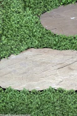 Miniature Brass Buttons Fairy Fern (Leptinella Gruveri) - 6 Pack Of Pint Pots -SHRUBS and BUSHES Store leptinella gruveri miniature brass buttons fairy fern 6