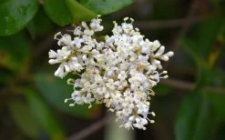 Waxleaf Ligustrum - 1 Gallon Pot -SHRUBS and BUSHES Store ligustrum japonicum waxleaf privet 3