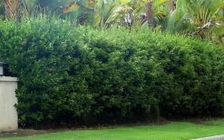 Waxleaf Ligustrum - 1 Gallon Pot -SHRUBS and BUSHES Store ligustrum japonicum waxleaf privet 5