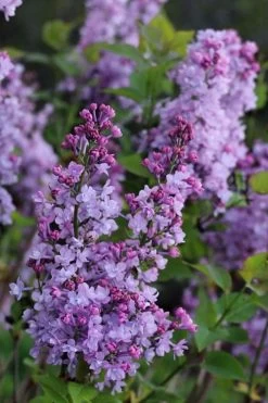 Scentara Double Blue Lilac - 3 Gallon Pot -SHRUBS and BUSHES Store lilac scentara double blue 1
