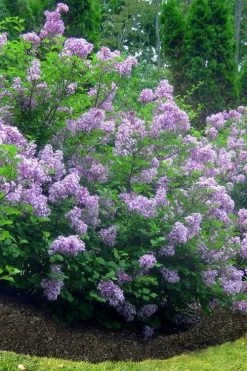 Scentara Double Blue Lilac - 3 Gallon Pot -SHRUBS and BUSHES Store lilac scentara double blue 4