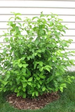 Spicebush (Lindera Benzoin) - 3 Gallon Pot 23 Spicebush (Lindera Benzoin) - 3 Gallon Pot -SHRUBS and BUSHES Store lindera benzoin yellow spicebush 11