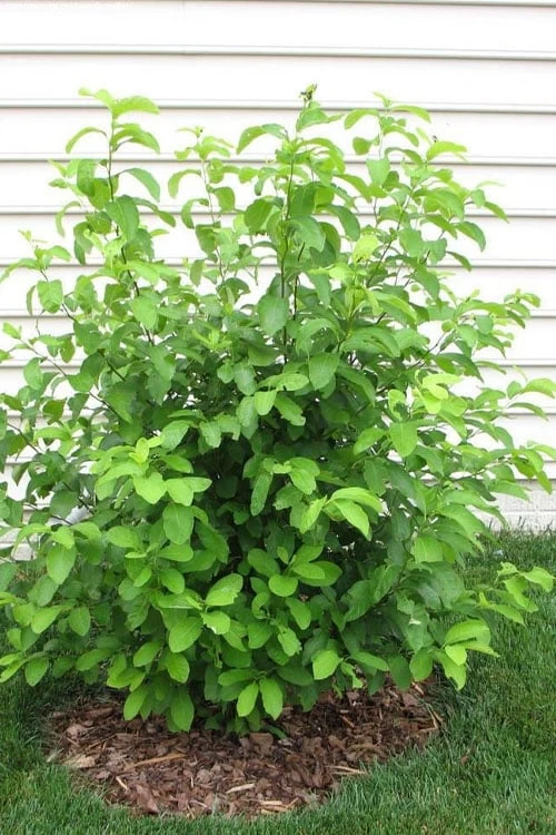 Spicebush (Lindera Benzoin) - 3 Gallon Pot 12 Spicebush (Lindera Benzoin) - 3 Gallon Pot - Image 10
