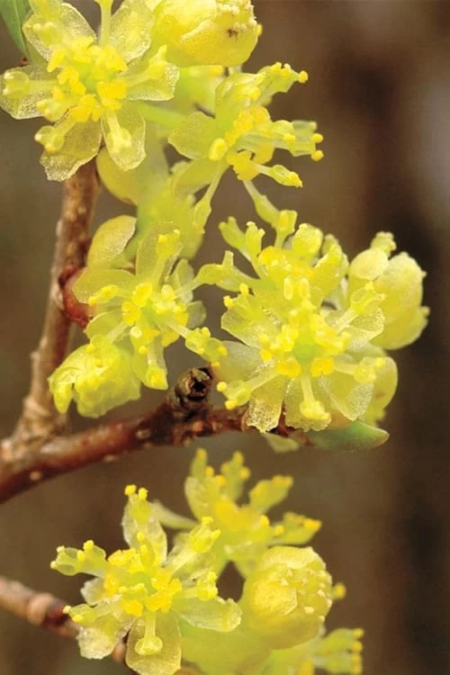 Spicebush (Lindera Benzoin) - 3 Gallon Pot 3 Spicebush (Lindera Benzoin) - 3 Gallon Pot