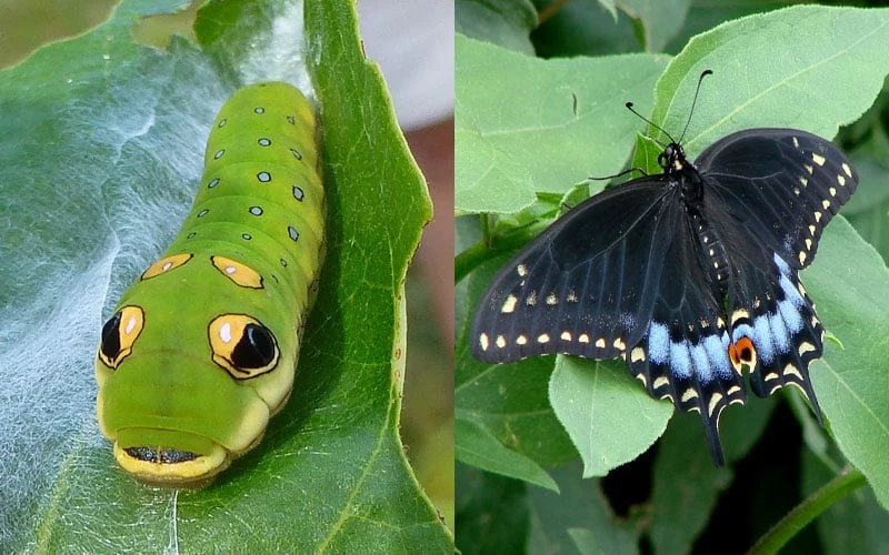 Spicebush (Lindera Benzoin) - 3 Gallon Pot 7 Spicebush (Lindera Benzoin) - 3 Gallon Pot - Image 5