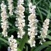 Monroe's White Liriope - Lilyturf - 18 Count Flat Of Pint Pots -SHRUBS and BUSHES Store liriope muscari monroes white lily turf 20