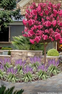 Variegated Liriope - Monkey Grass / Lilyturf - 6 Pack Of Pint Pots -SHRUBS and BUSHES Store liriope muscari variegata variegated liriope lilyturf 2 3