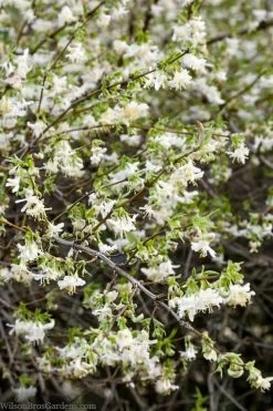 Fragrant Winter Honeysuckle Bush (Lonicera Fragrantissima) - 1 Gallon Pot 14 Fragrant Winter Honeysuckle Bush (Lonicera Fragrantissima) - 1 Gallon Pot -SHRUBS and BUSHES Store lonicera fragrantissima winter honeysuckle 14