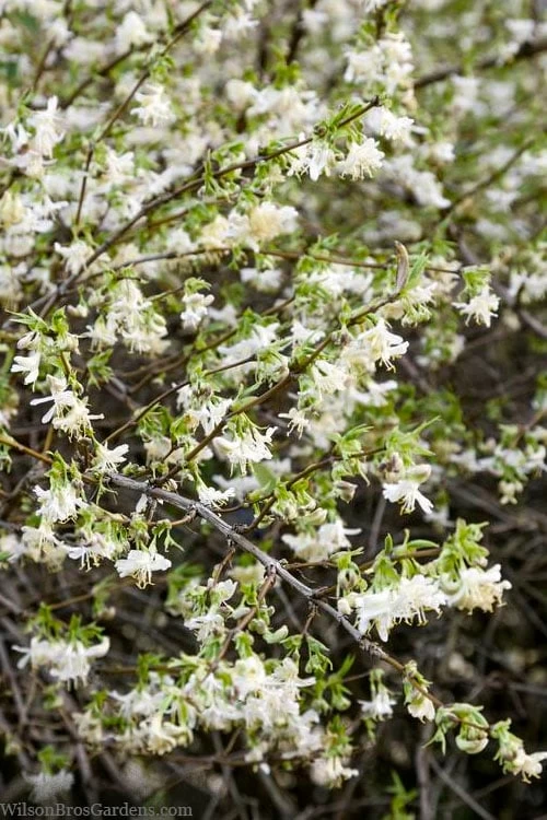 Fragrant Winter Honeysuckle Bush (Lonicera Fragrantissima) - 1 Gallon Pot 6 Fragrant Winter Honeysuckle Bush (Lonicera Fragrantissima) - 1 Gallon Pot - Image 4