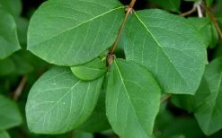 Fragrant Winter Honeysuckle Bush (Lonicera Fragrantissima) - 1 Gallon Pot 19 Fragrant Winter Honeysuckle Bush (Lonicera Fragrantissima) - 1 Gallon Pot -SHRUBS and BUSHES Store lonicera fragrantissima winter honeysuckle 18