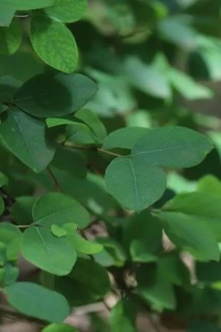 Fragrant Winter Honeysuckle Bush (Lonicera Fragrantissima) - 1 Gallon Pot 16 Fragrant Winter Honeysuckle Bush (Lonicera Fragrantissima) - 1 Gallon Pot -SHRUBS and BUSHES Store lonicera fragrantissima winter honeysuckle 19