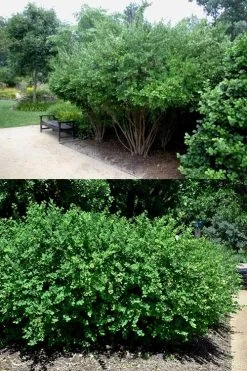 Fragrant Winter Honeysuckle Bush (Lonicera Fragrantissima) - 1 Gallon Pot 15 Fragrant Winter Honeysuckle Bush (Lonicera Fragrantissima) - 1 Gallon Pot -SHRUBS and BUSHES Store lonicera fragrantissima winter honeysuckle 22