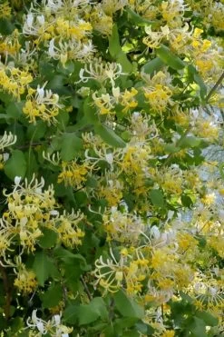Hall's Hardy Honeysuckle Vine (Lonicera Japonica 'Halliana') - 2 Gallon Pot