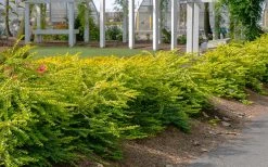 Thunderbolt Golden Box Honeysuckle - 3 Gallon Pot -SHRUBS and BUSHES Store lonicera nitida thunderbolt box honeysuckle 1