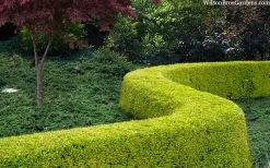 Thunderbolt Golden Box Honeysuckle - 3 Gallon Pot -SHRUBS and BUSHES Store lonicera nitida thunderbolt box honeysuckle 4