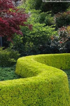 Thunderbolt Golden Box Honeysuckle - 3 Gallon Pot -SHRUBS and BUSHES Store lonicera nitida thunderbolt box honeysuckle 5