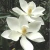 Alta Southern Magnolia - 5 Gallon Pot 1 Alta Southern Magnolia - 5 Gallon Pot -SHRUBS and BUSHES Store magnolia alta 3