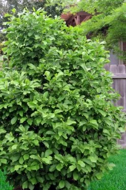 Jane Magnolia Tulip Tree - 5 Gallon Pot -SHRUBS and BUSHES Store magnolia ann 111 2