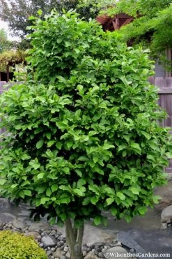 Ann Magnolia Tulip Tree - 2 Gallon Pot 15 Ann Magnolia Tulip Tree - 2 Gallon Pot -SHRUBS and BUSHES Store magnolia ann 112 4