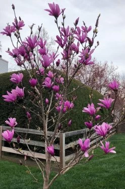 Ann Magnolia Tulip Tree - 2 Gallon Pot 14 Ann Magnolia Tulip Tree - 2 Gallon Pot -SHRUBS and BUSHES Store magnolia ann tulip tree 100 2