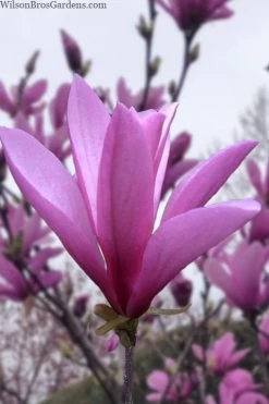 Ann Magnolia Tulip Tree - 3 Gallon Pot