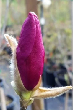 Betty Magnolia Tulip Tree - 1 Gallon Pot -SHRUBS and BUSHES Store magnolia betty 21