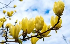 Butterflies Yellow Magnolia (Tulip Tree) - 3 Gallon Pot 17 Butterflies Yellow Magnolia (Tulip Tree) - 3 Gallon Pot -SHRUBS and BUSHES Store magnolia butterflies yellow tulip tree 2
