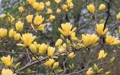 Butterflies Yellow Magnolia (Tulip Tree) - 3 Gallon Pot 16 Butterflies Yellow Magnolia (Tulip Tree) - 3 Gallon Pot -SHRUBS and BUSHES Store magnolia butterflies yellow tulip tree 3