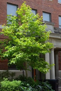 Butterflies Yellow Magnolia (Tulip Tree) - 3 Gallon Pot 14 Butterflies Yellow Magnolia (Tulip Tree) - 3 Gallon Pot -SHRUBS and BUSHES Store magnolia butterflies yellow tulip tree 7