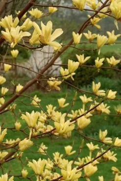 Butterflies Yellow Magnolia (Tulip Tree) - 3 Gallon Pot 13 Butterflies Yellow Magnolia (Tulip Tree) - 3 Gallon Pot -SHRUBS and BUSHES Store magnolia butterflies yellow tulip tree 8