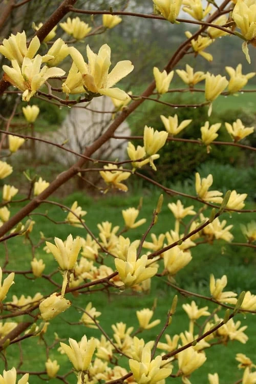 Butterflies Yellow Magnolia (Tulip Tree) - 3 Gallon Pot 6 Butterflies Yellow Magnolia (Tulip Tree) - 3 Gallon Pot - Image 4