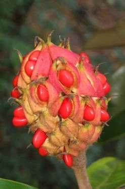 Edith Bogue Cold Hardy Evergreen Magnolia - 1 Gallon Pot -SHRUBS and BUSHES Store magnolia edith bogue fruit 1