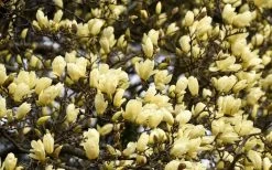 Elizabeth Magnolia (Tulip Tree) - 5 Gallon Pot -SHRUBS and BUSHES Store magnolia elizabeth 15