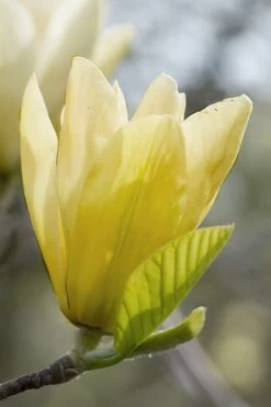 Elizabeth Magnolia (Tulip Tree) - 5 Gallon Pot -SHRUBS and BUSHES Store magnolia elizabeth 2