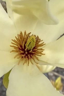 Elizabeth Magnolia (Tulip Tree) - 5 Gallon Pot -SHRUBS and BUSHES Store magnolia elizabeth 6