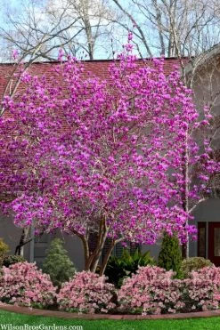 Jane Magnolia Tulip Tree - 5 Gallon Pot -SHRUBS and BUSHES Store magnolia jane tulip tree 103 1