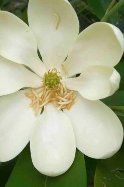 Moonglow Sweetbay Magnolia Tree (Magnolia Virginiana 'Jim Wilson') - 3 Gallon Pot -SHRUBS and BUSHES Store magnolia moonglow sweetbay flower
