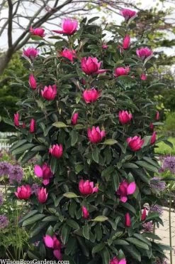 Pink Pyramid Magnolia (Tulip Tree) - 7 Gallon Pot 9 Pink Pyramid Magnolia (Tulip Tree) - 7 Gallon Pot -SHRUBS and BUSHES Store magnolia pink pyramid tulip tree 120copy