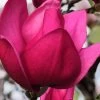 Pink Pyramid Magnolia (Tulip Tree) - 7 Gallon Pot -SHRUBS and BUSHES Store magnolia pink pyramid tulip tree 4